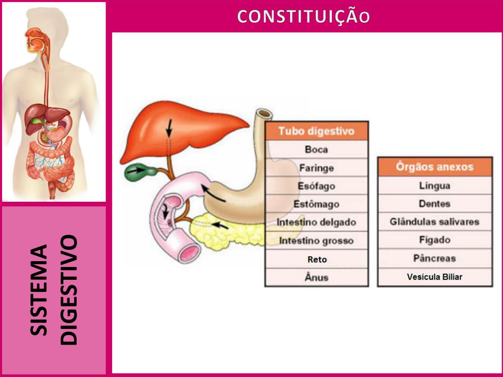 Tubo digestivo dibujo