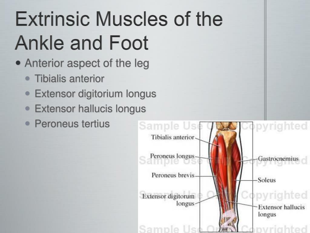 PPT - The Ankle and Foot PowerPoint Presentation, free download - ID