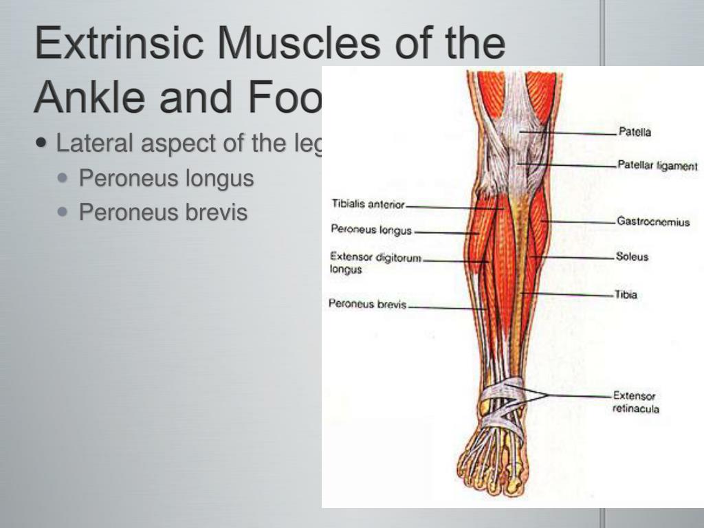extrinsic foot muscles