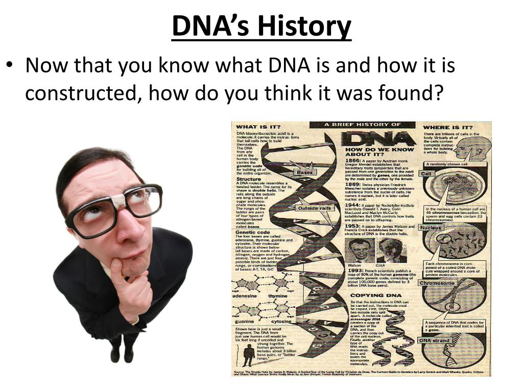 the structure of dna was first described by
