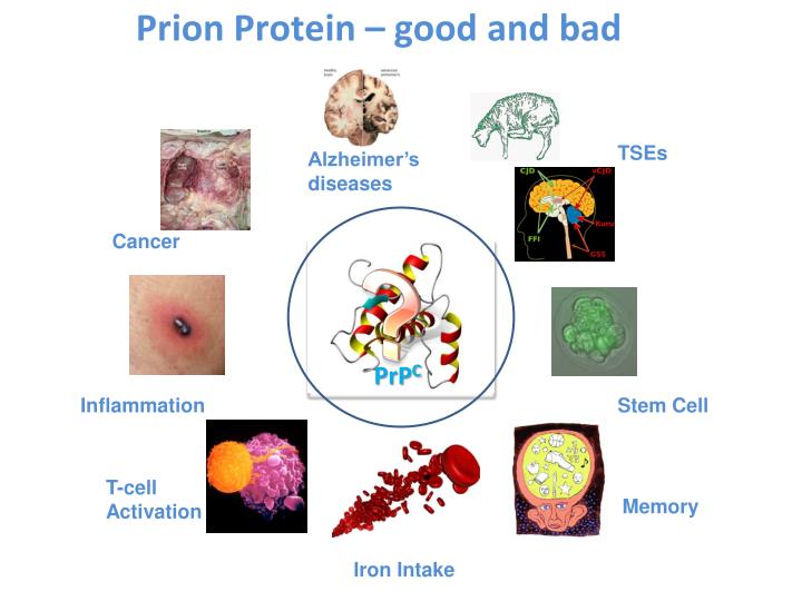 Prion Example Prions: What Are They Good For? – ANHVI