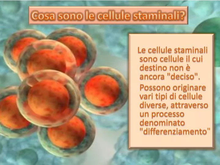 Ppt Cosa Sono Le Cellule Staminali Powerpoint Presentation Free Download Id