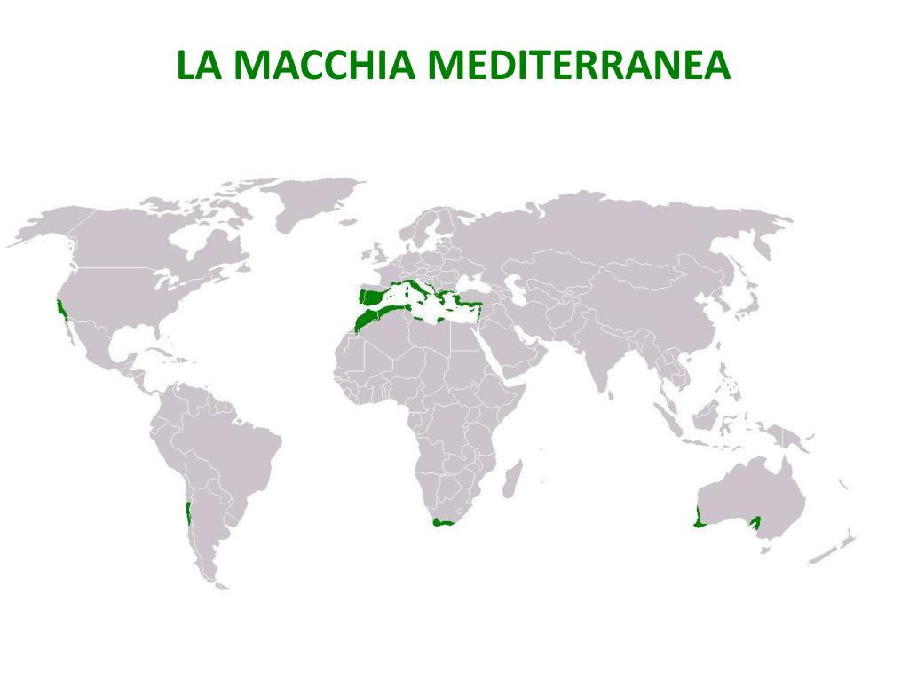 PPT - I biomi terrestri sono identificati dalla loro flora e fauna