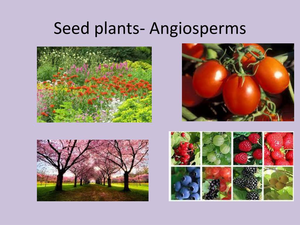 PPT - Classification Of Plants PowerPoint Presentation, Free Download ...