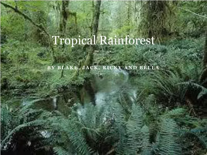 tropical rainforest n.