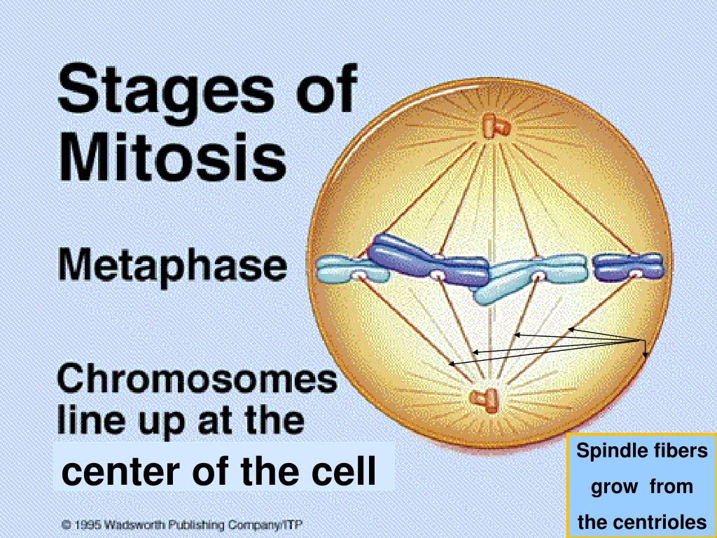 spindle fibers in mitosis