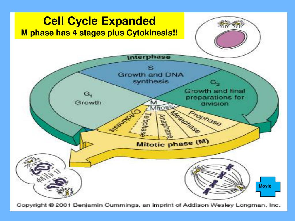 powerpoint presentation on cell cycle