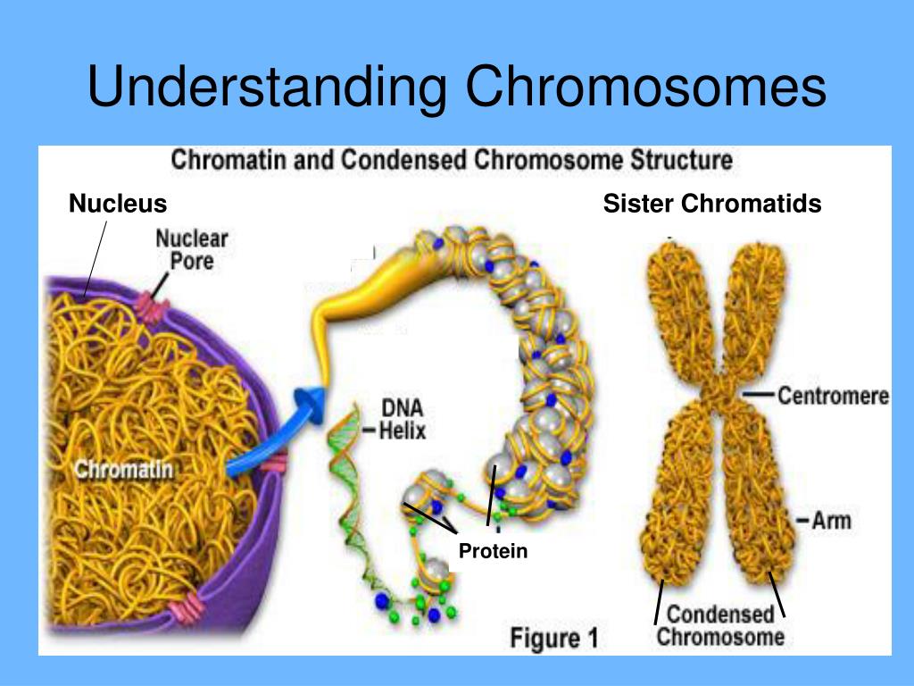 PPT The Cell Cycle/Division/Mitosis PowerPoint