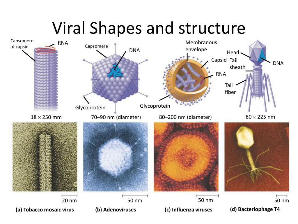 4 строение вирусов. Формы капсидов вирусов. Типы строения вирусов. Строение вируса оболочка капсид. Белковая оболочка капсид бактерии.
