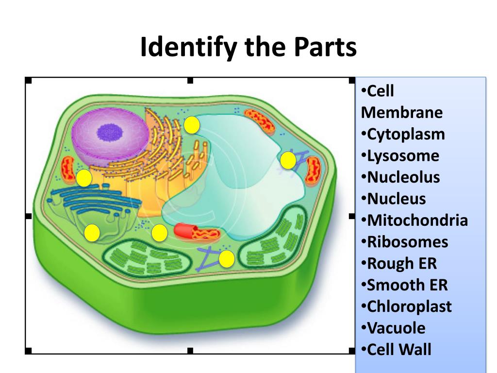Cell contains. Cell Parts. Vacuole. Does chloroplasts Cell has Nucleus.