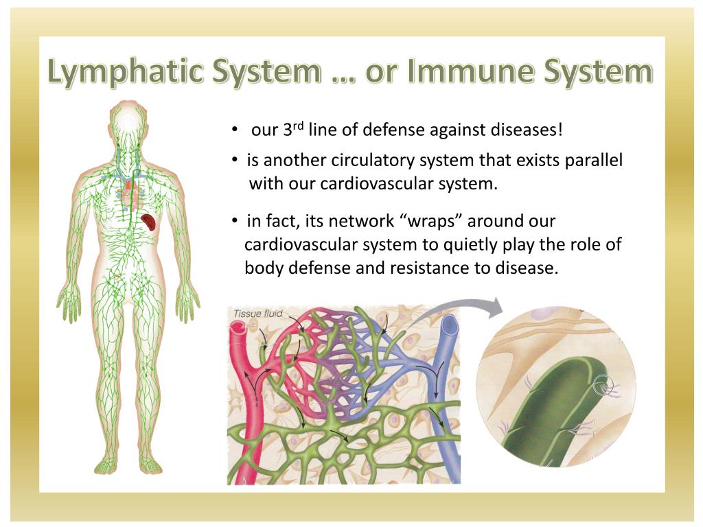 Powerpoint Presentation Lymphatic System