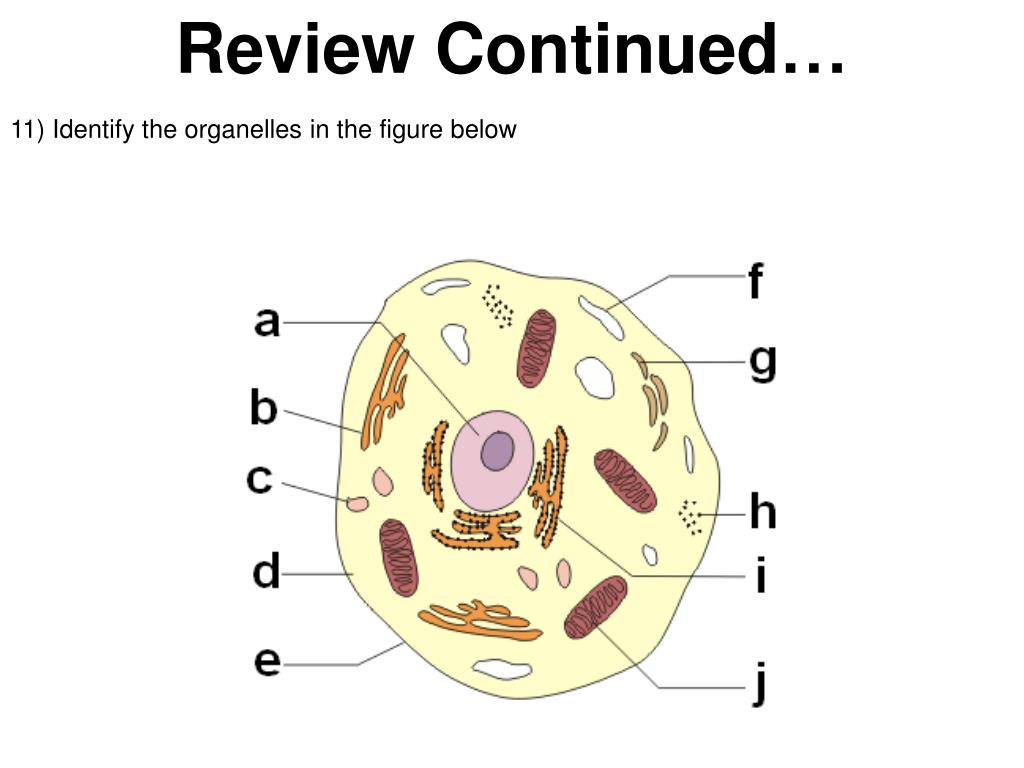Organelle containing digestive enzymes