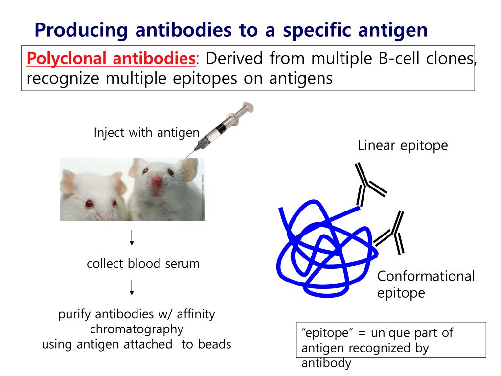 PPT - Antibody & Western Blotting: Techniques and Applications ...