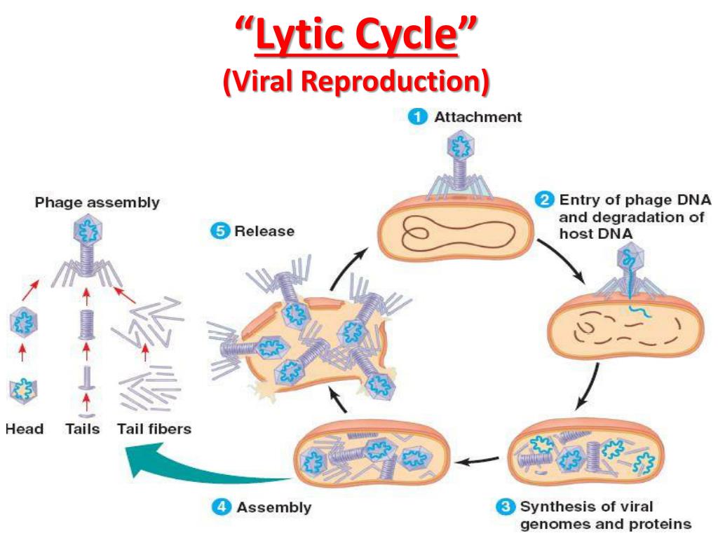 Types of viruses. Virus reproduction. Оптимизация репродукции reproduction. Virus structure reproduction. Lytic Cycle.