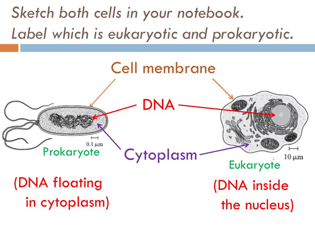 PPT - Identifying the components of a Compound Microscope PowerPoint ...