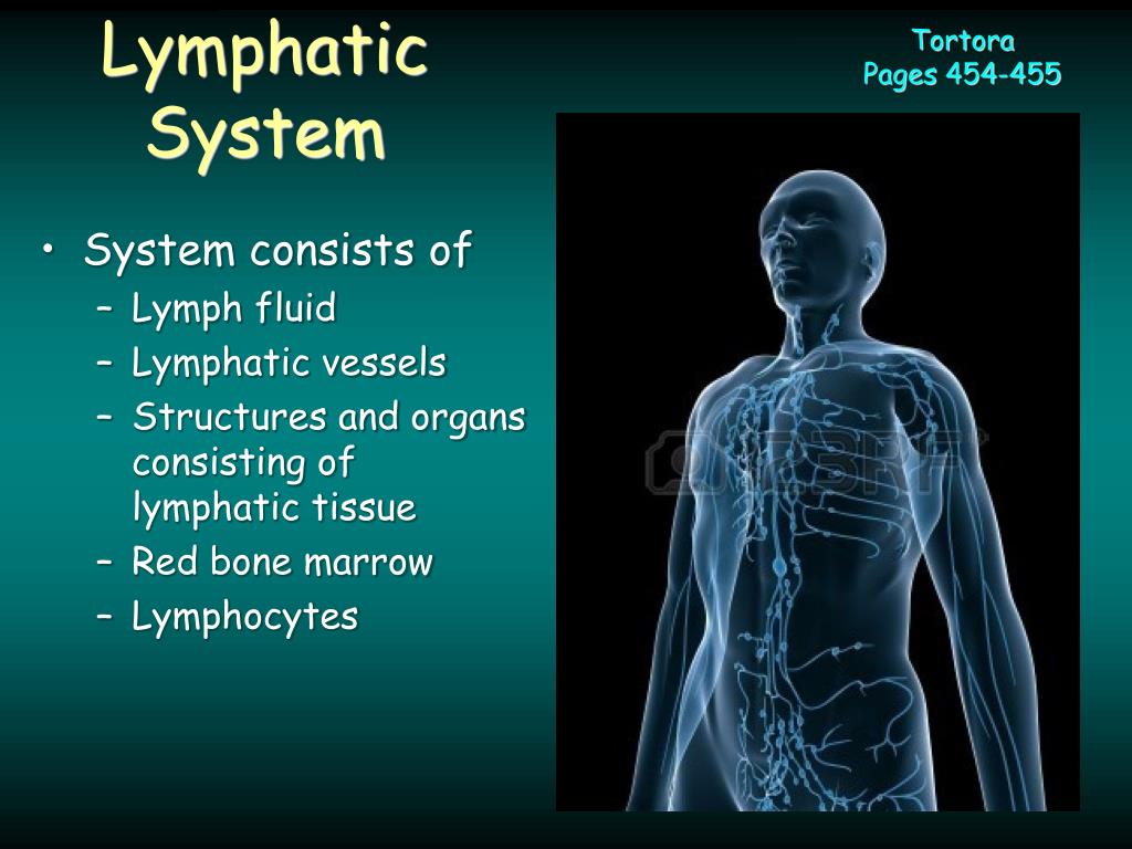 Ppt Lymphatic And Immune System Powerpoint Presentation Free