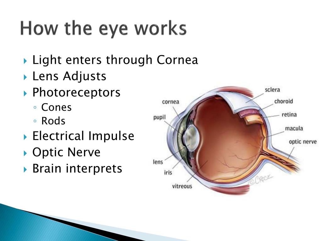 PPT - Artificial Retina Imaging for the Sight Impaired PowerPoint ...