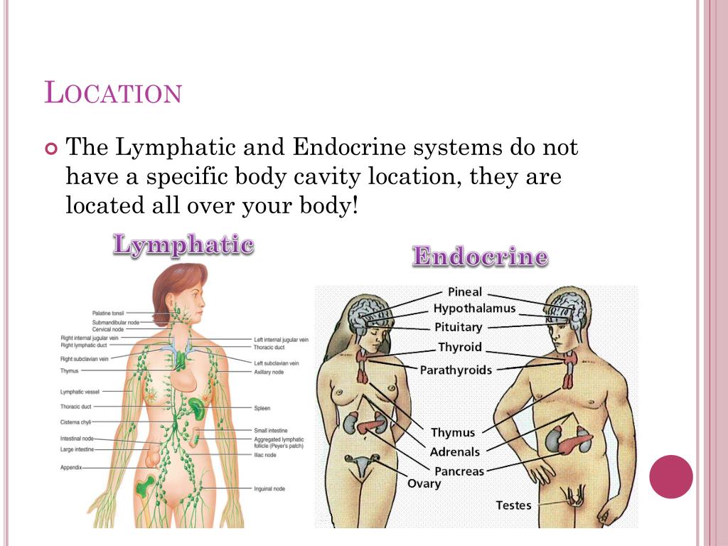 PPT - Endocrine and Lymphatic System PowerPoint Presentation, free