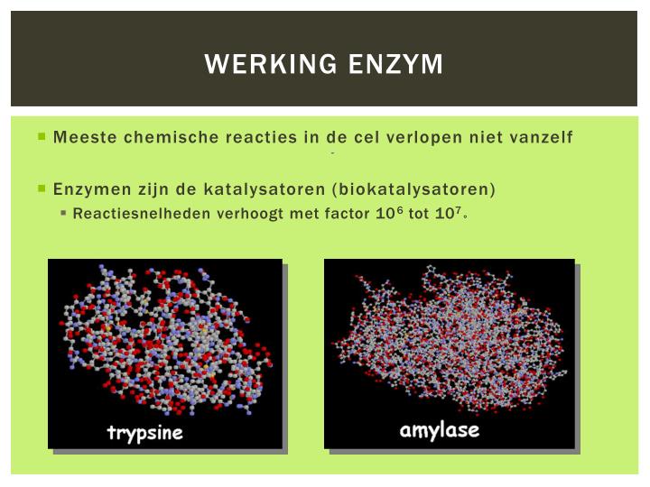 PPT - Enzymen PowerPoint Presentation - ID:2045818