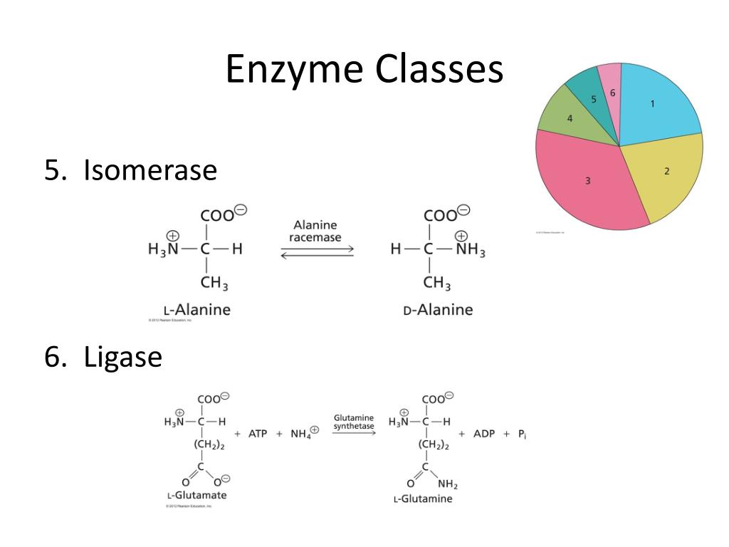 PPT Enzyme PowerPoint Presentation, free