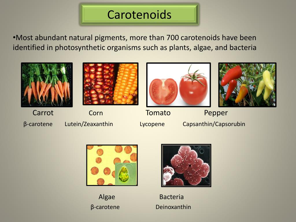 PPT Carotenoids PowerPoint Presentation, free download ID2045923