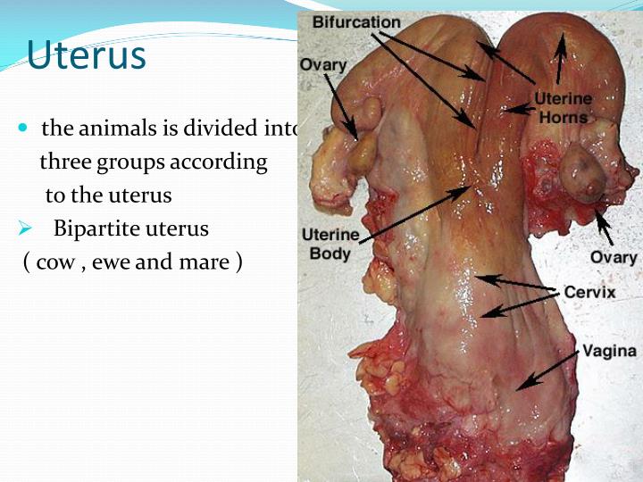 PPT - Comparative Anatomy of Female Reproductive System in Domestic