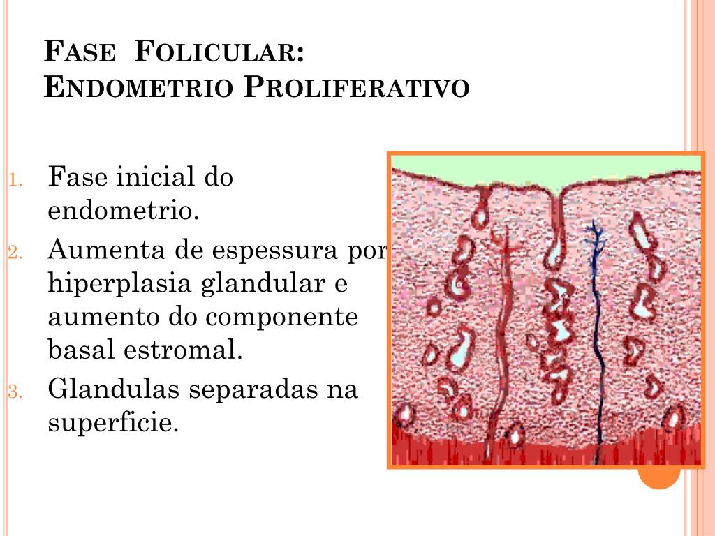 Fase folicular que es