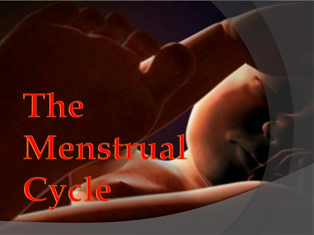 PPT - The Menstrual Cycle PowerPoint Presentation, free download -  ID:2046106