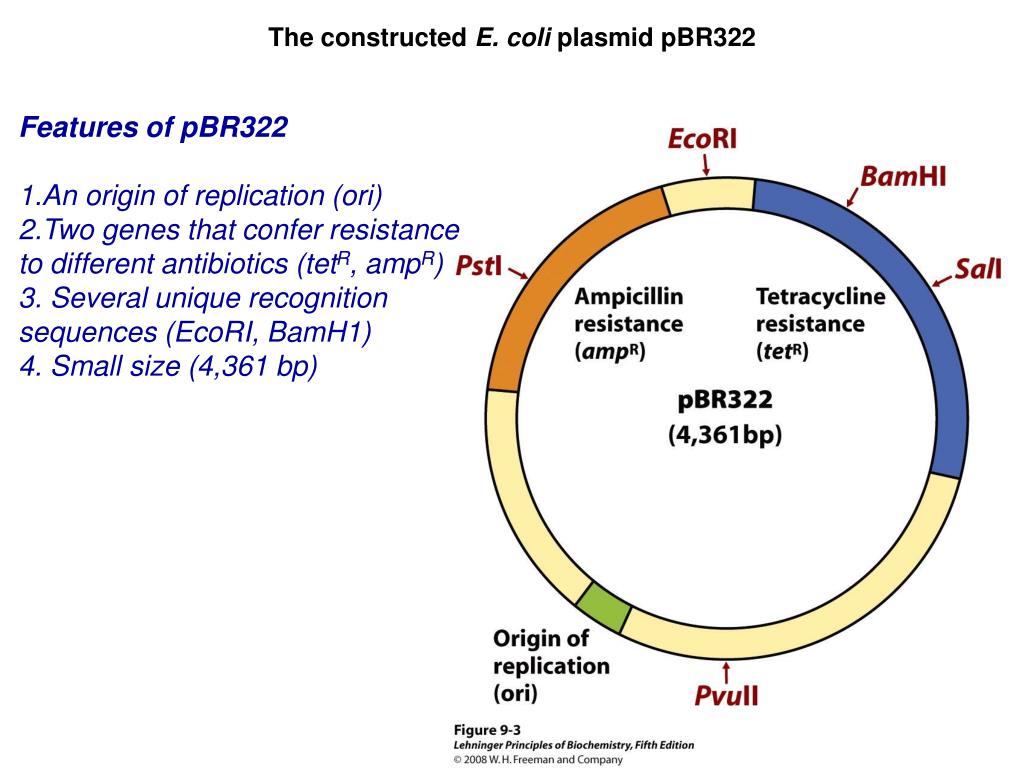  E Coli 87 