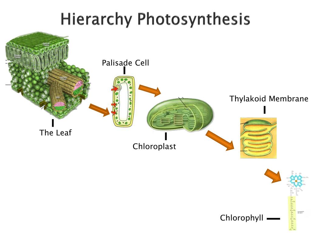PPT Photosynthesis Using light, water and CO 2 to make