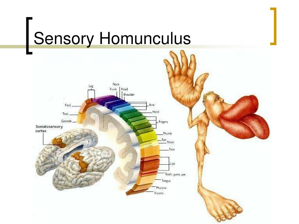 Ppt The Integumentary System Powerpoint Presentation Free Download Id2046602