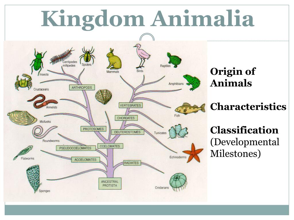 powerpoint presentation on kingdom animalia