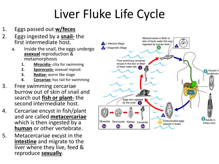 Fluke Life Cycle