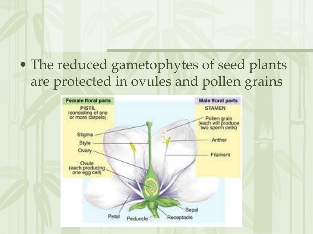 PPT Plant Diversity II The Evolution of Seed Plants PowerPoint