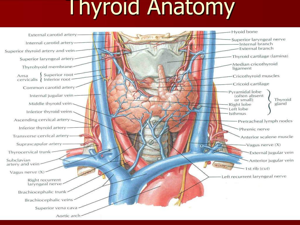 Ppt Thyroid Anatomy Powerpoint Presentation Free Download Id2047550