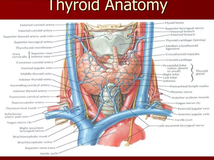 PPT Thyroid Anatomy PowerPoint Presentation Free Download ID 2047550