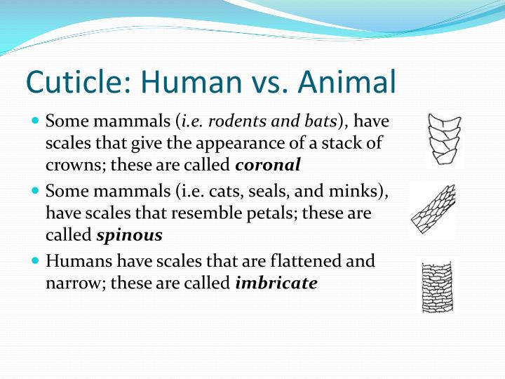 PPT HAIR ANALYSIS PowerPoint Presentation ID2047646