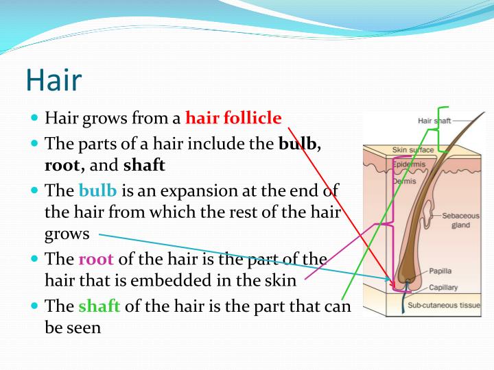 PPT HAIR ANALYSIS PowerPoint Presentation ID2047646