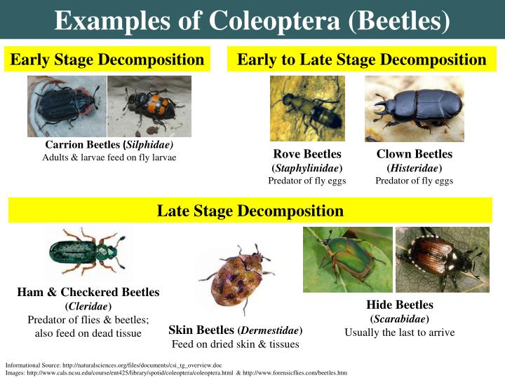 PPT - Time of Death, Decomposition, and Forensic Entomology PowerPoint ...