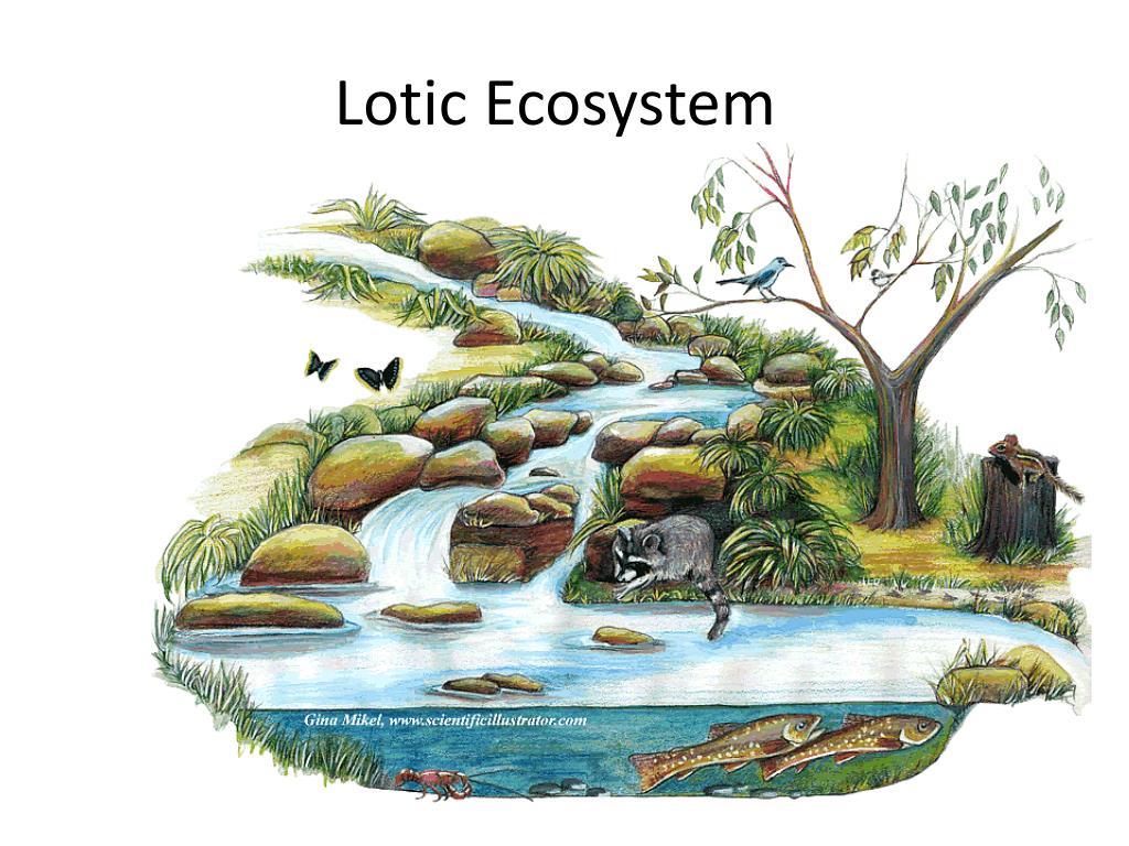 PPT Chemical Cycling in Freshwater Systems PowerPoint Presentation