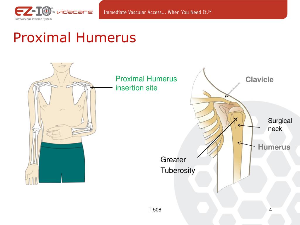 Proximal Humerus Anatomy proximal-humerus-anatomy