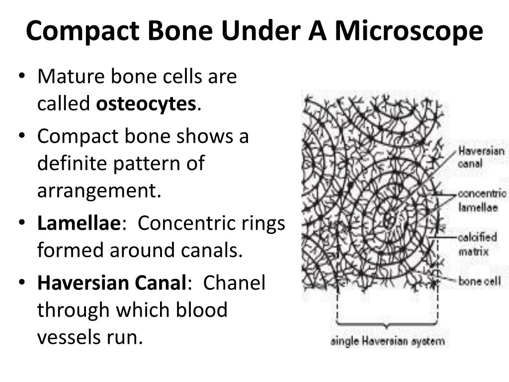 PPT - Anatomy of Bone & Joint Types PowerPoint Presentation, free