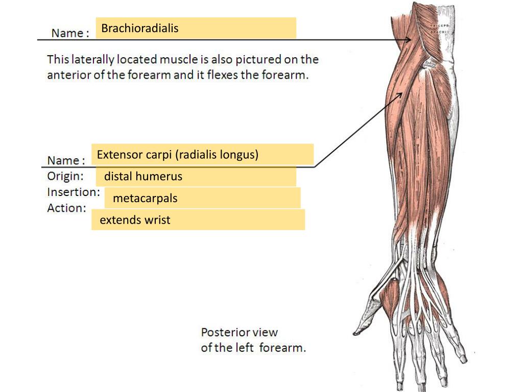 PPT - Quiz 4 Practice - Muscles of the lower arm and lower leg. Word Banks: PowerPoint ...