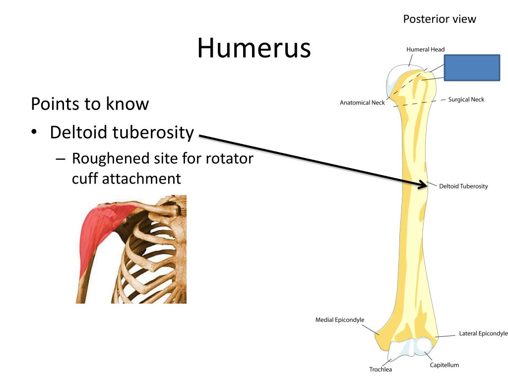 PPT - The Upper Limb aka The Arm PowerPoint Presentation, free download