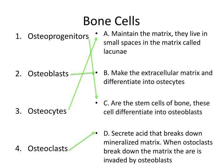 Mesmerizing Small Spaces In Bone Tissue Where Osteocytes Live Ideas ... Mesmerizing Small Spaces In Bone Tissue Where Osteocytes Live Ideas ...