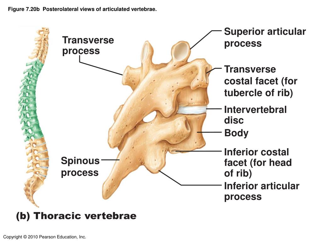 articular processes articular processes