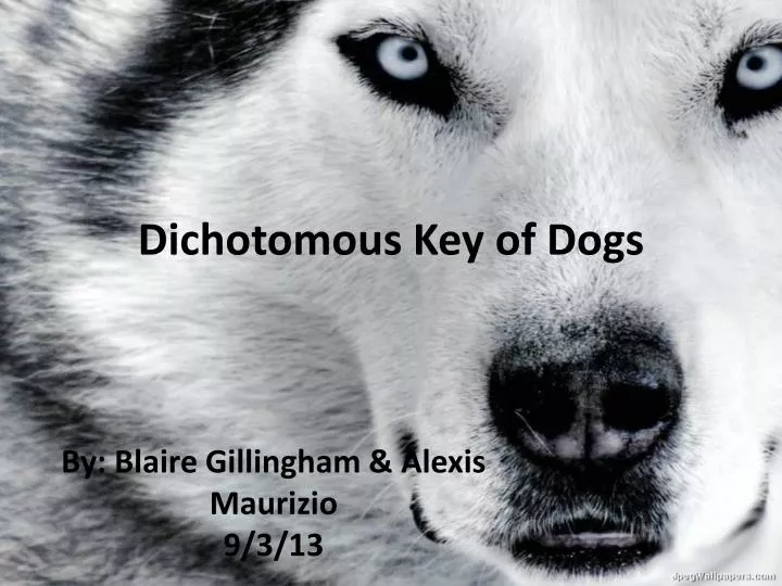 PPT - Dichotomous Key of Dogs PowerPoint Presentation - ID 