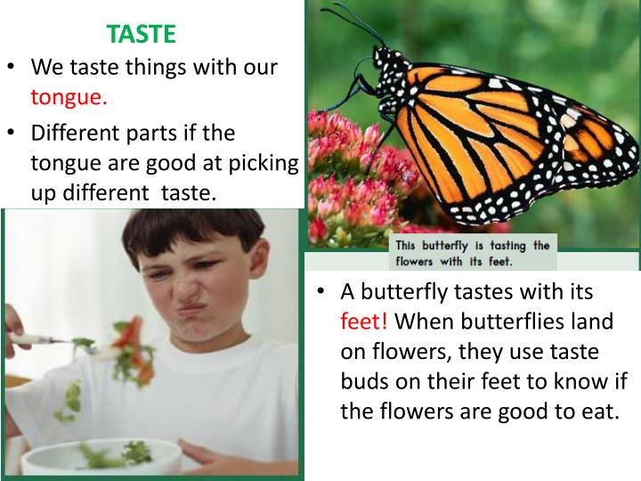 PPT SUPER SENSES PowerPoint Presentation ID2050641