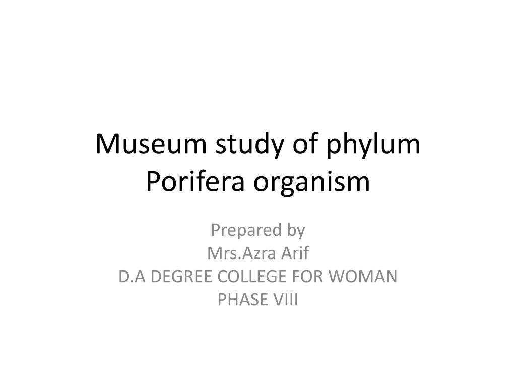 Ppt Museum Study Of Phylum Porifera Organism Powerpoint Presentation Id 2051794