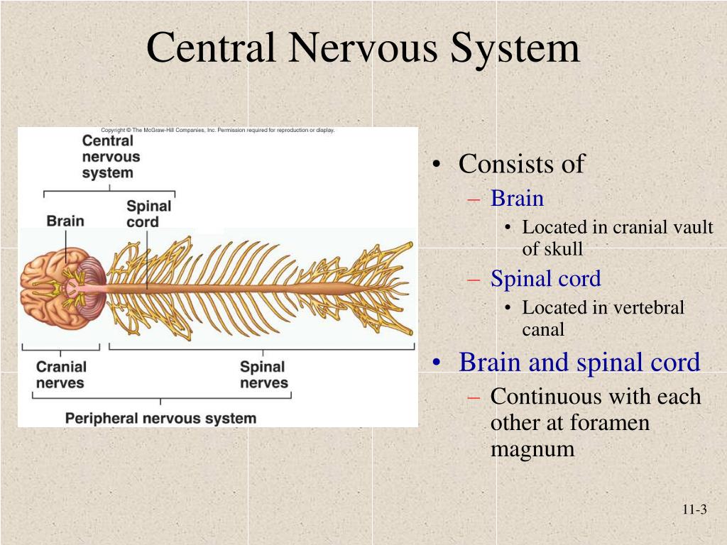 Нервная система 9 класс презентация